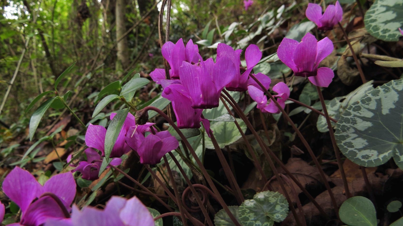 Fiori di stagione